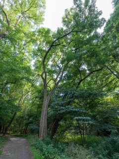 Tree on the banks of the Havel, Fürstenberg/Havel, Brandenburg, Germany, Europe
