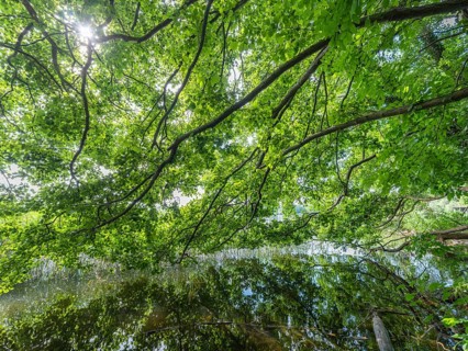 Tree branches reflected in the Havel, Fürstenberg/Havel, Brandenburg, Germany, Europe