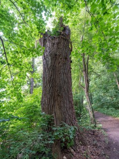 Dead tree trunk on the banks of the Havel, Fürstenberg/Havel, Brandenburg, Germany, Europe