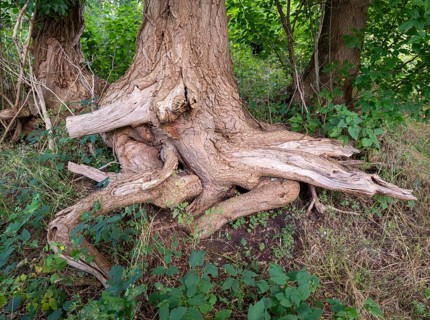 Tree root on the banks of the Havel, Fürstenberg/Havel, Brandenburg, Germany, Europe