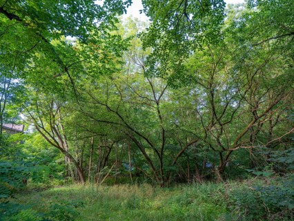 Trees on the banks of the Havel, Fürstenberg/Havel, Brandenburg, Germany, Europe