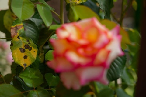 Black spot disease (Diplocarpon rosae), rose disease, fungal disease, fungus, black spot disease,
