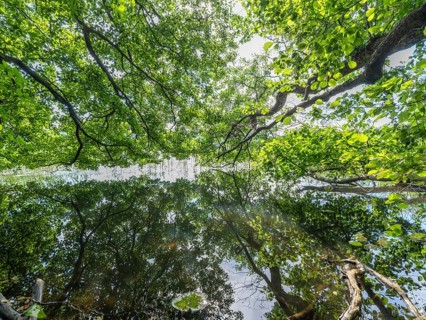 Tree branches reflected in the Havel, Fürstenberg/Havel, Brandenburg, Germany, Europe