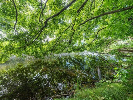 Tree branches reflected in the Havel, Fürstenberg/Havel, Brandenburg, Germany, Europe
