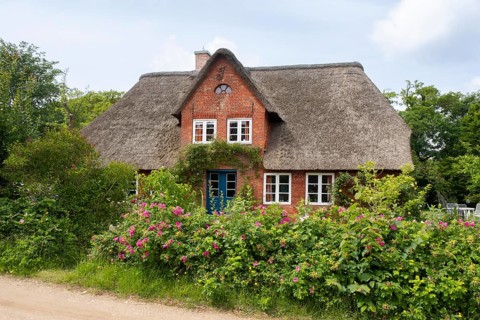 Frisian house with thatched roof, hedge with dog roses, Amrum, North Sea island, North Frisia,