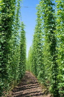 Hop growing, hop field, Ittingen Charterhouse, Canton Thurgau, Switzerland, Europe