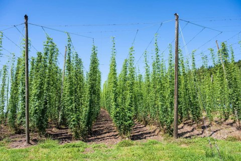 Hop growing, hop field, Ittingen Charterhouse, Canton Thurgau, Switzerland, Europe