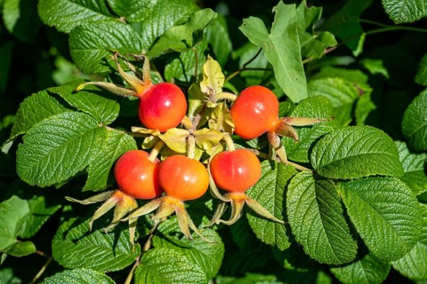 Scarlet rose hip, fruit of the rugosa rose (Rosa rugosa), Canton Thurgau, Switzerland, Europe