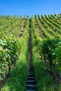 Steep vineyard slope, vineyard with stairs, Ittingen Charterhouse, Canton Thurgau, Switzerland,