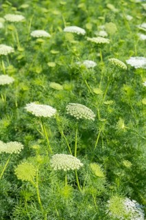 Toothpick-plant (Ammi visnaga) also known as toothpick carrot, medicinal plant, flowering time in