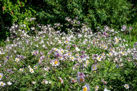 Chinese anemone (Anemone hupehensis), flowering time from April to July, Canton Thurgau,