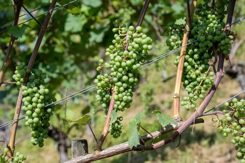 Grapes, fruit clusters of grapevines (Vitis), Müller-Thurgau grape variety, Canton Thurgau,