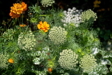 Toothpick-plant (Ammi visnaga) also known as toothpick carrot, medicinal plant, flowering time in
