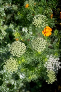 Toothpick-plant (Ammi visnaga) also known as toothpick carrot, medicinal plant, flowering time in