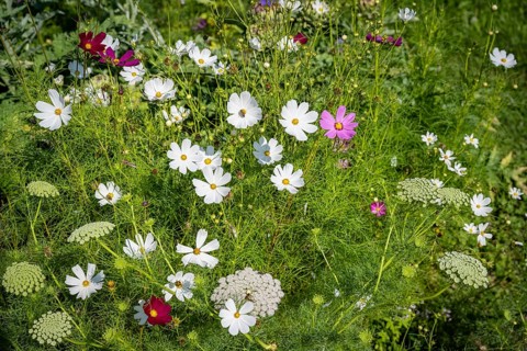 Mexican aster (Cosmos bipinnatus) and toothpick-plant (Ammi visnaga) also known as toothpick
