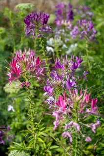 Spiny spiderflower (Cleome Spinosa) Flowering time from May to August, Canton Thurgau, Switzerland,