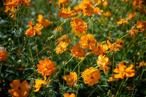 Yellow cosmos, Cosmos sulphureus, Yellow basket of jewellery, flowering time in June, July, Canton