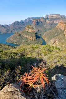 Agave growing on a rock, river bend at the Blyde River Canyon with Three Rondawels peak, view of