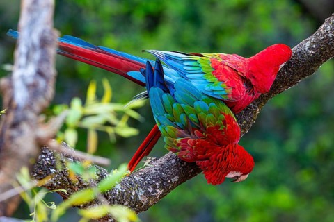 Red-and-green macaw (Ara chloropterus) Buraco das Araras Brazil#