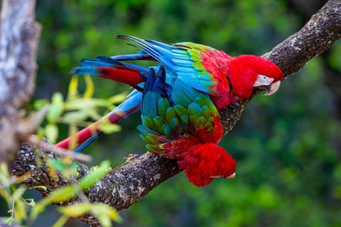 Red-and-green macaw (Ara chloropterus) Buraco das Araras Brazil#