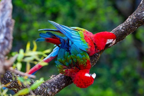 Red-and-green macaw (Ara chloropterus) Buraco das Araras Brazil#