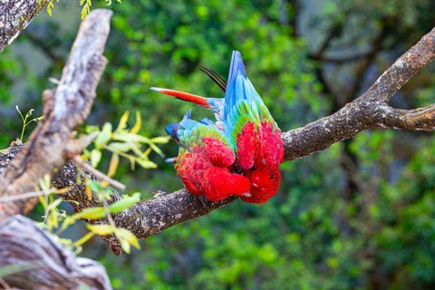 Red-and-green macaw (Ara chloropterus) Buraco das Araras Brazil#