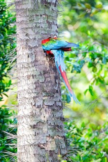 Red-and-green macaw (Ara chloropterus) Buraco das Araras Brazil#