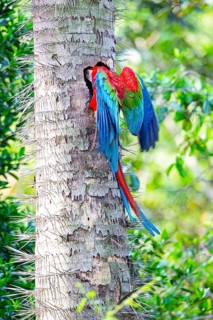 Red-and-green macaw (Ara chloropterus) Buraco das Araras Brazil#