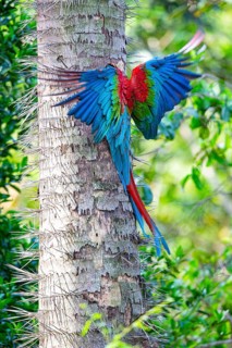 Red-and-green macaw (Ara chloropterus) Buraco das Araras Brazil#