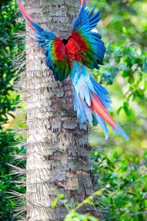 Red-and-green macaw (Ara chloropterus) Buraco das Araras Brazil#
