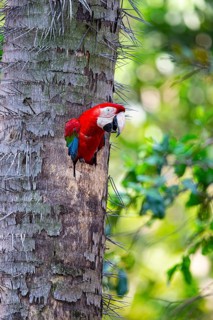 Red-and-green macaw (Ara chloropterus) Buraco das Araras Brazil#