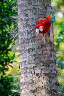 Red-and-green macaw (Ara chloropterus) Buraco das Araras Brazil#