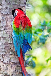 Red-and-green macaw (Ara chloropterus) Buraco das Araras Brazil#