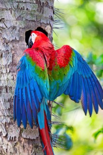 Red-and-green macaw (Ara chloropterus) Buraco das Araras Brazil#