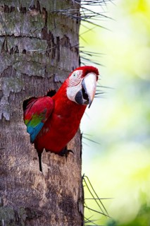 Red-and-green macaw (Ara chloropterus) Buraco das Araras Brazil#