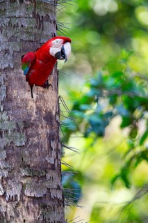 Red-and-green macaw (Ara chloropterus) Buraco das Araras Brazil#
