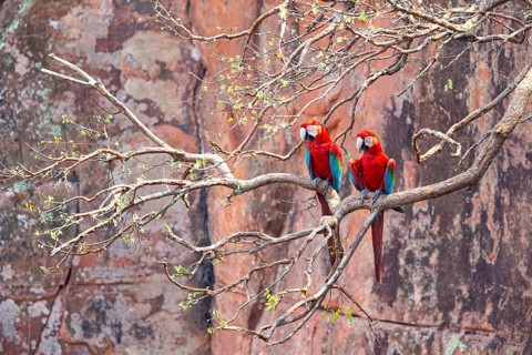 Red-and-green macaw (Ara chloropterus) Buraco das Araras Brazil#