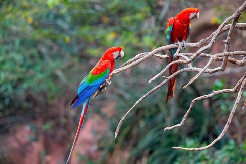 Red-and-green macaw (Ara chloropterus) Buraco das Araras Brazil#