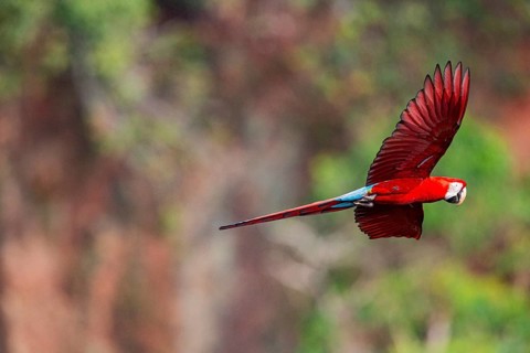 Red-and-green macaw (Ara chloropterus) Buraco das Araras Brazil#