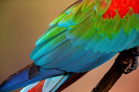 Red-and-green macaw (Ara chloropterus) Buraco das Araras Brazil#