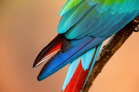 Red-and-green macaw (Ara chloropterus) Buraco das Araras Brazil#