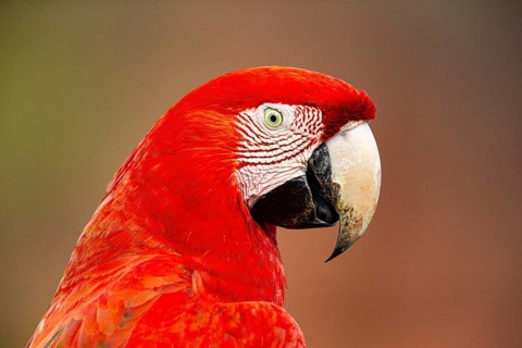 Red-and-green macaw (Ara chloropterus) Buraco das Araras Brazil