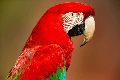 Red-and-green macaw (Ara chloropterus) Buraco das Araras Brazil