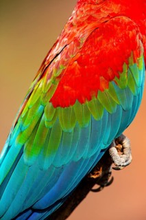 Red-and-green macaw (Ara chloropterus) Buraco das Araras Brazil