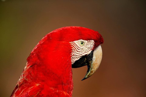 Red-and-green macaw (Ara chloropterus) Buraco das Araras Brazil