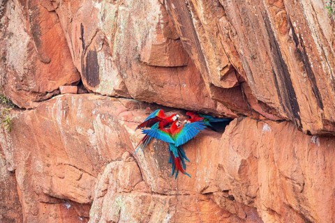 Red-and-green macaw (Ara chloropterus) Buraco das Araras Brazil