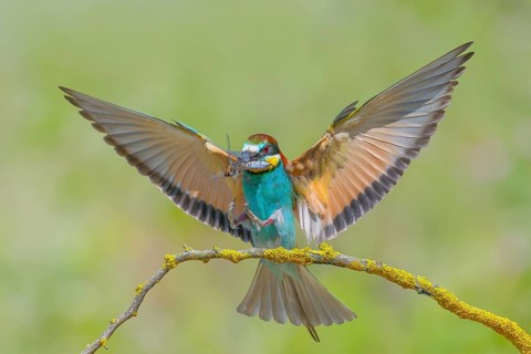 Bee-eater (Merops apiaster) wings spread for landing, flying with dragonfly Black-tailed Skimmer
