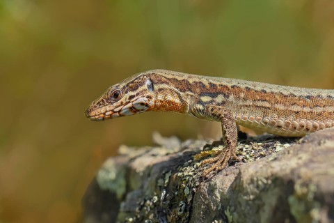 Common wall lizard (Podarcis muralis), European wall lizard, portrait, reptiles, animals, lizards,