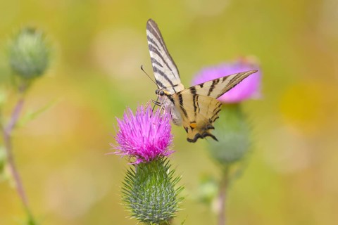 Scarce swallowtail (Iphiclides podalirius), sucking nectar on a thistle, Dortebachtal nature