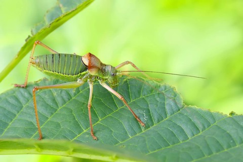 Steppe saddle grasshopper, saddle-backed bush cricket (Ephippiger ephippiger), male, Long-winged